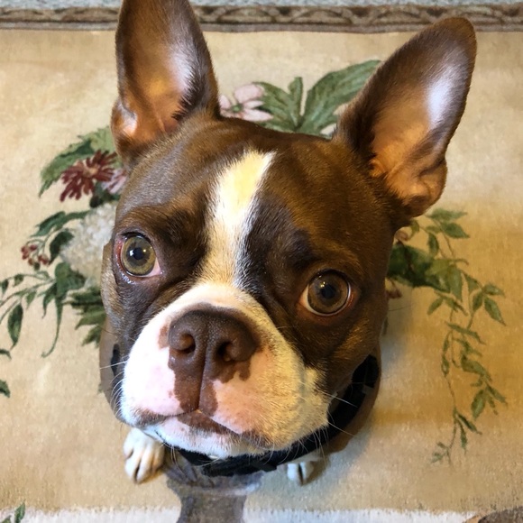 Hooty & Capt Nemo; rescued friends extraordinaire! - Picture 2 of 14